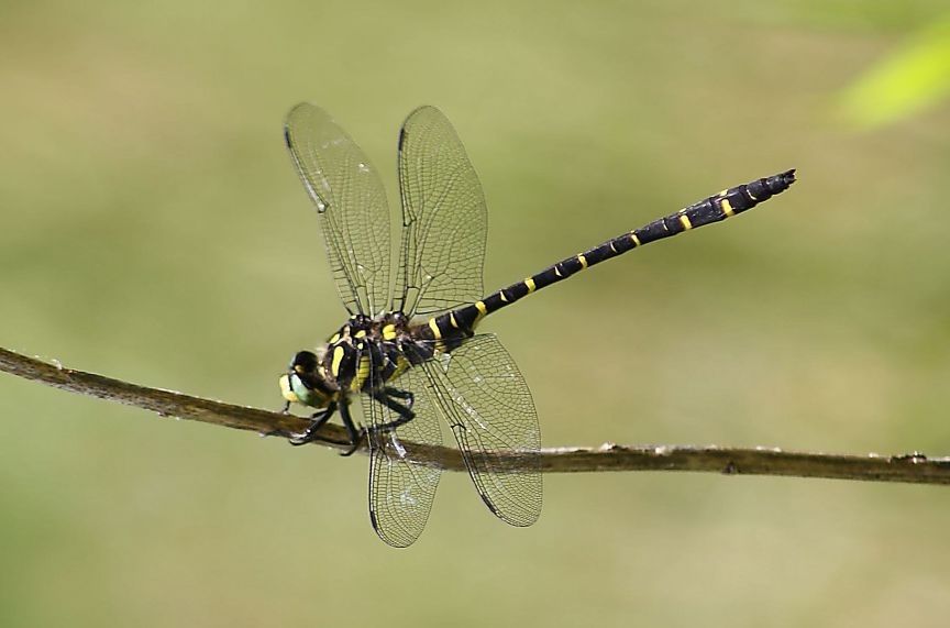 Cordulegaster bidentata 2?